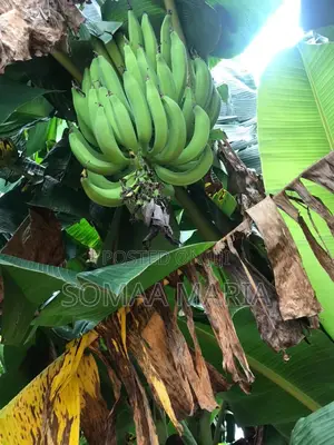 Quality Plantain Seedlings for Sale