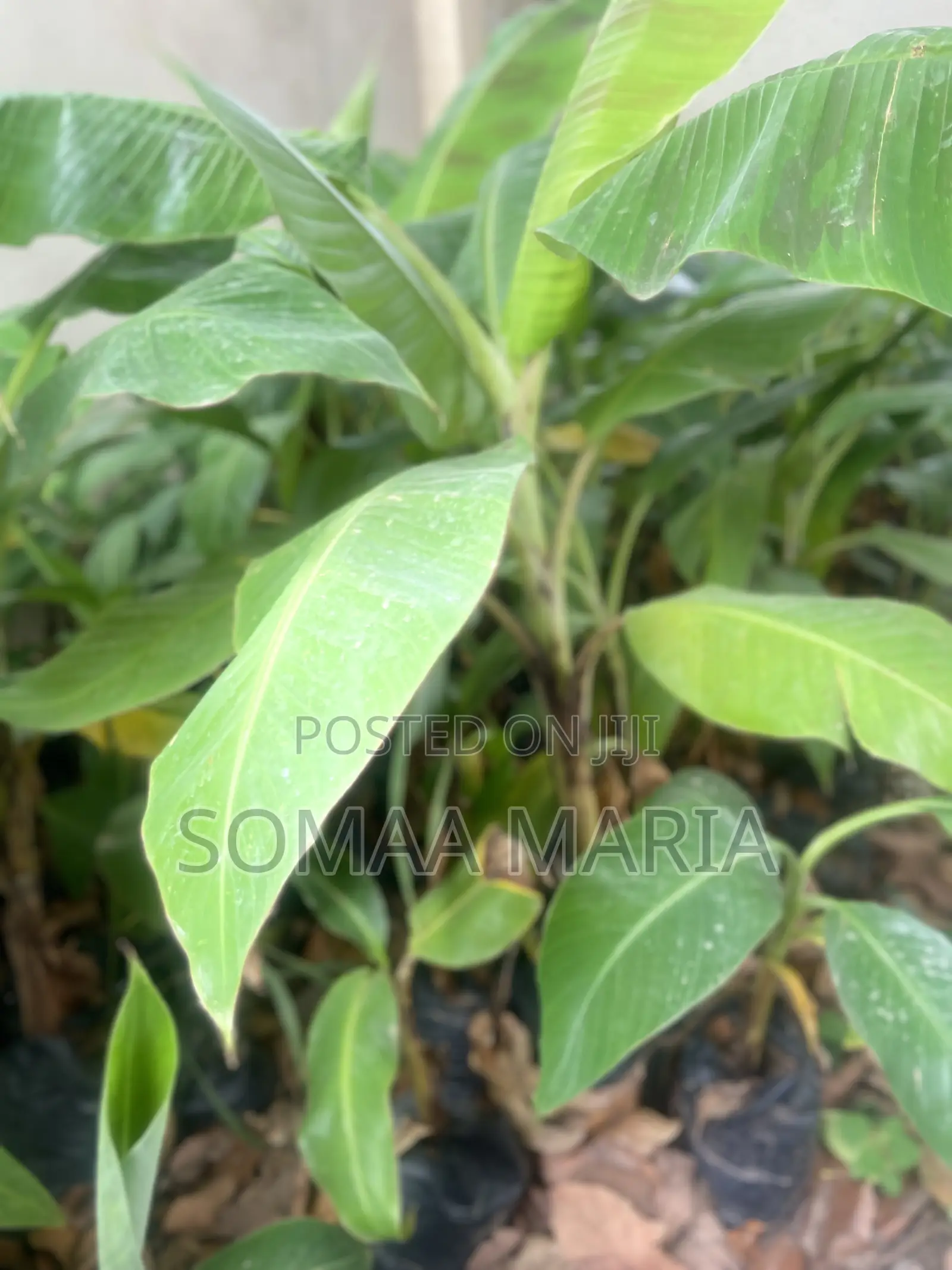 Quality Plantain Seedlings for Sale
