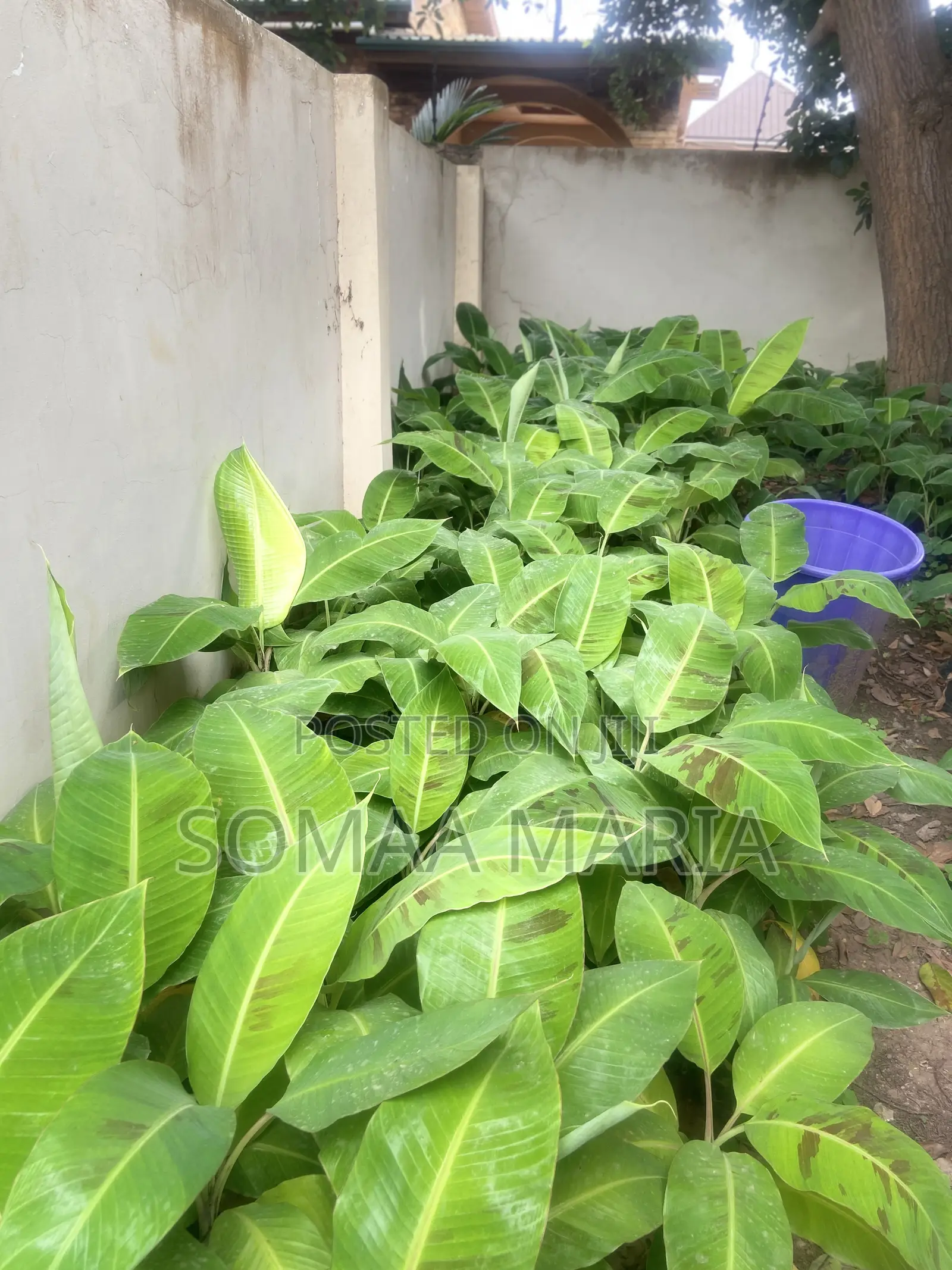 Quality Plantain Seedlings for Sale