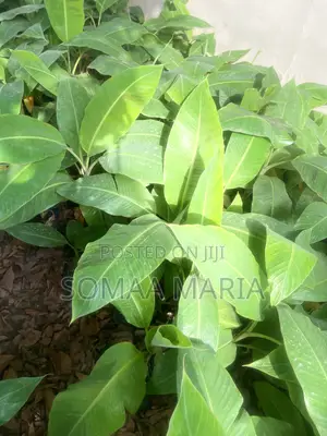 Quality Plantain Seedlings for Sale