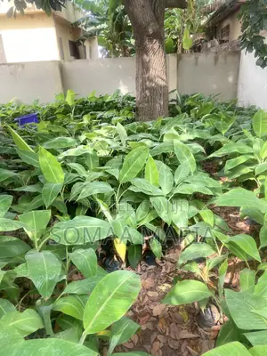 Quality Plantain Seedlings for Sale