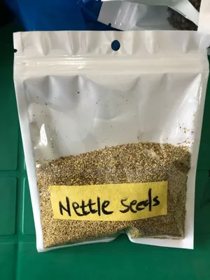 Nettle Seeds