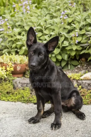 6-12 months Male Purebred German Shepherd