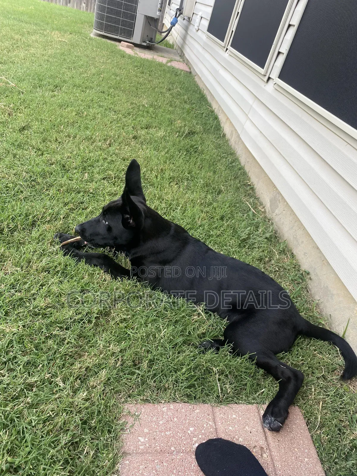 6-12 months Male Purebred German Shepherd