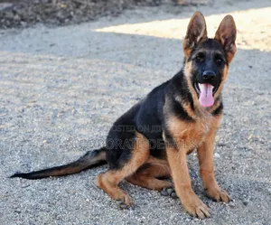 1-3 months Male Purebred German Shepherd