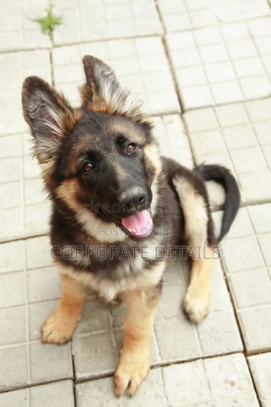1-3 months Male Purebred German Shepherd