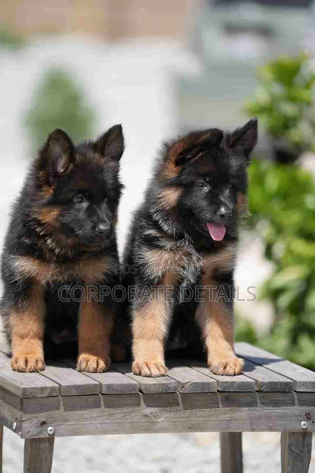 1-3 months Male Purebred German Shepherd