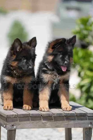 1-3 months Male Purebred German Shepherd