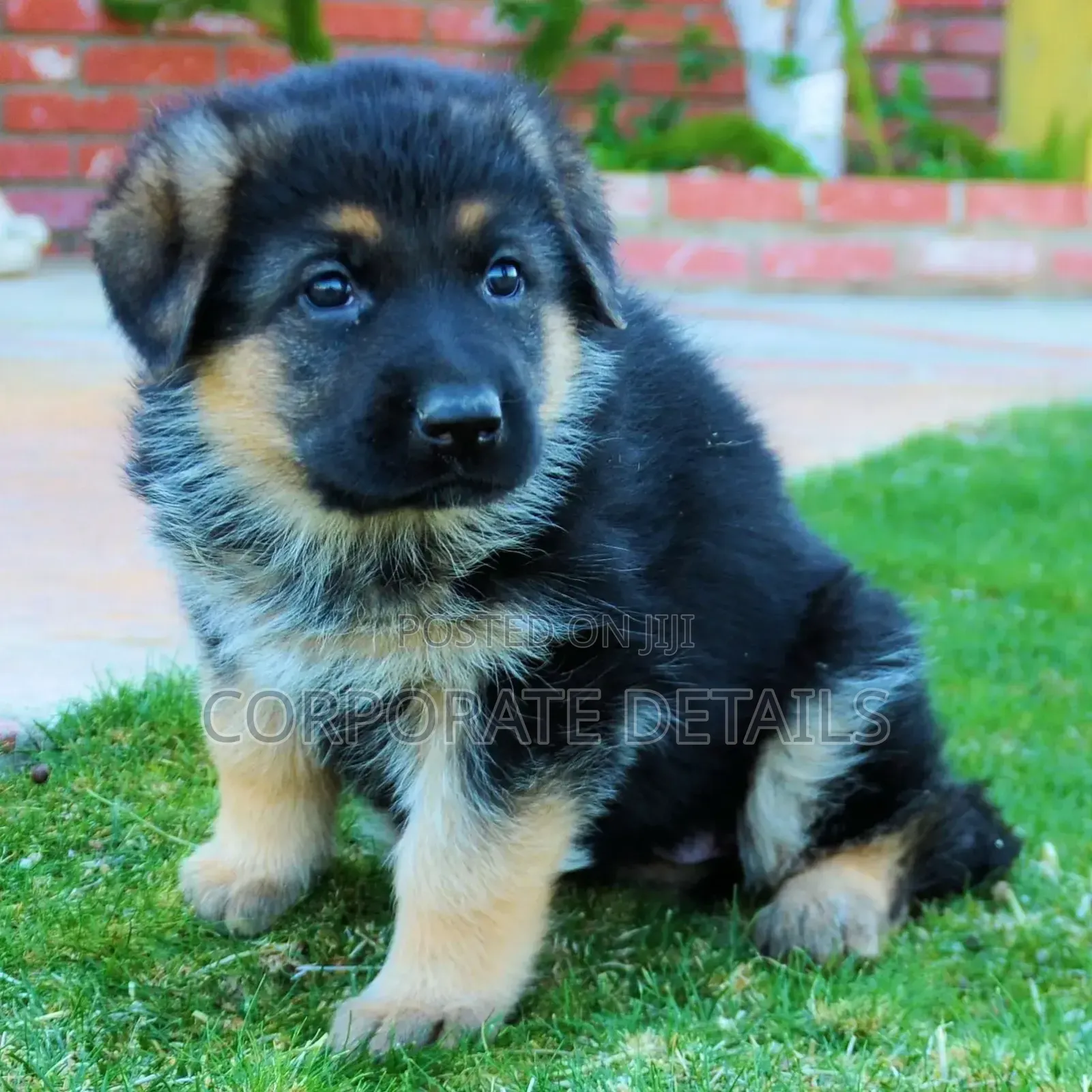 1-3 months Male Purebred German Shepherd
