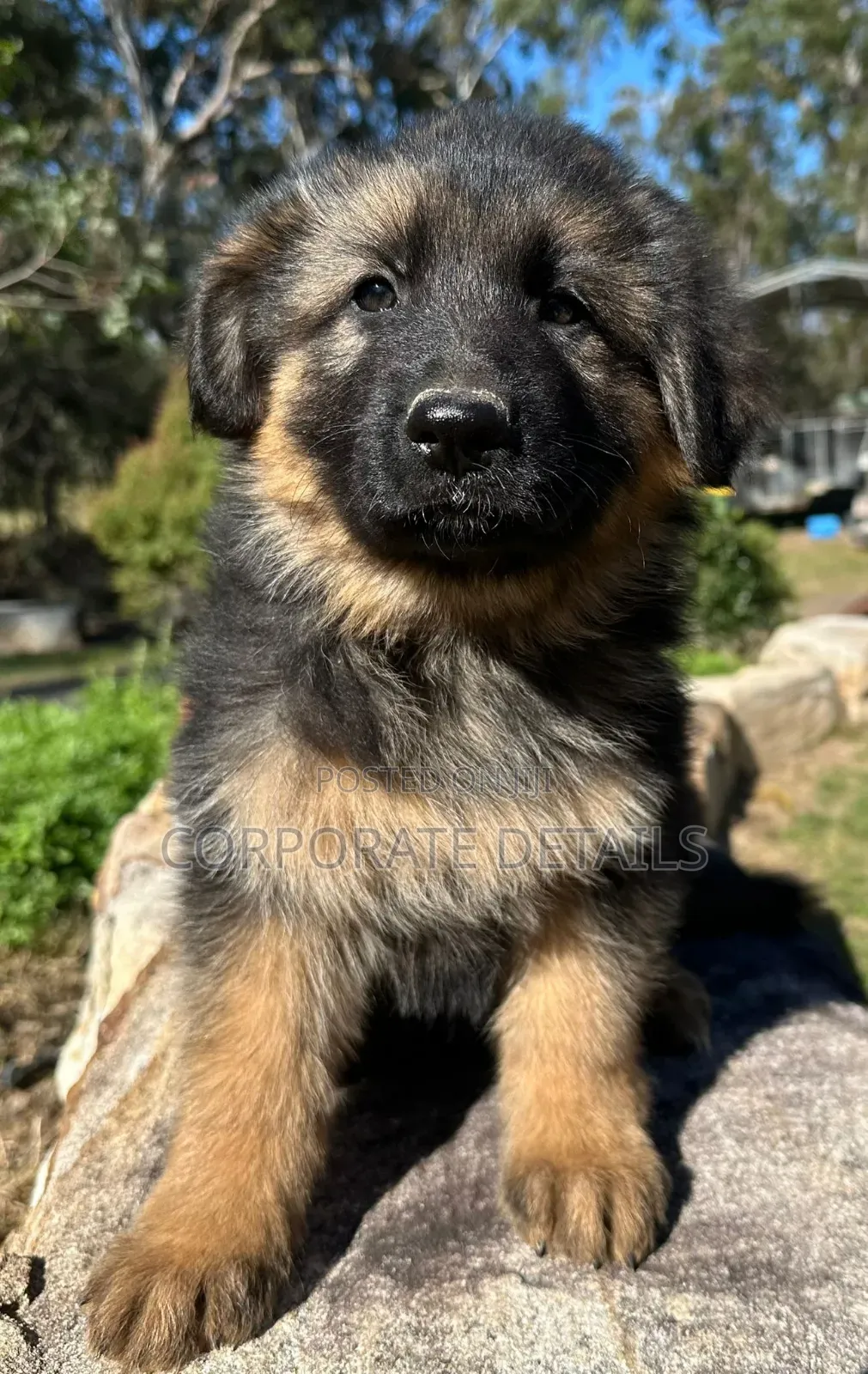 1-3 months Male Purebred German Shepherd