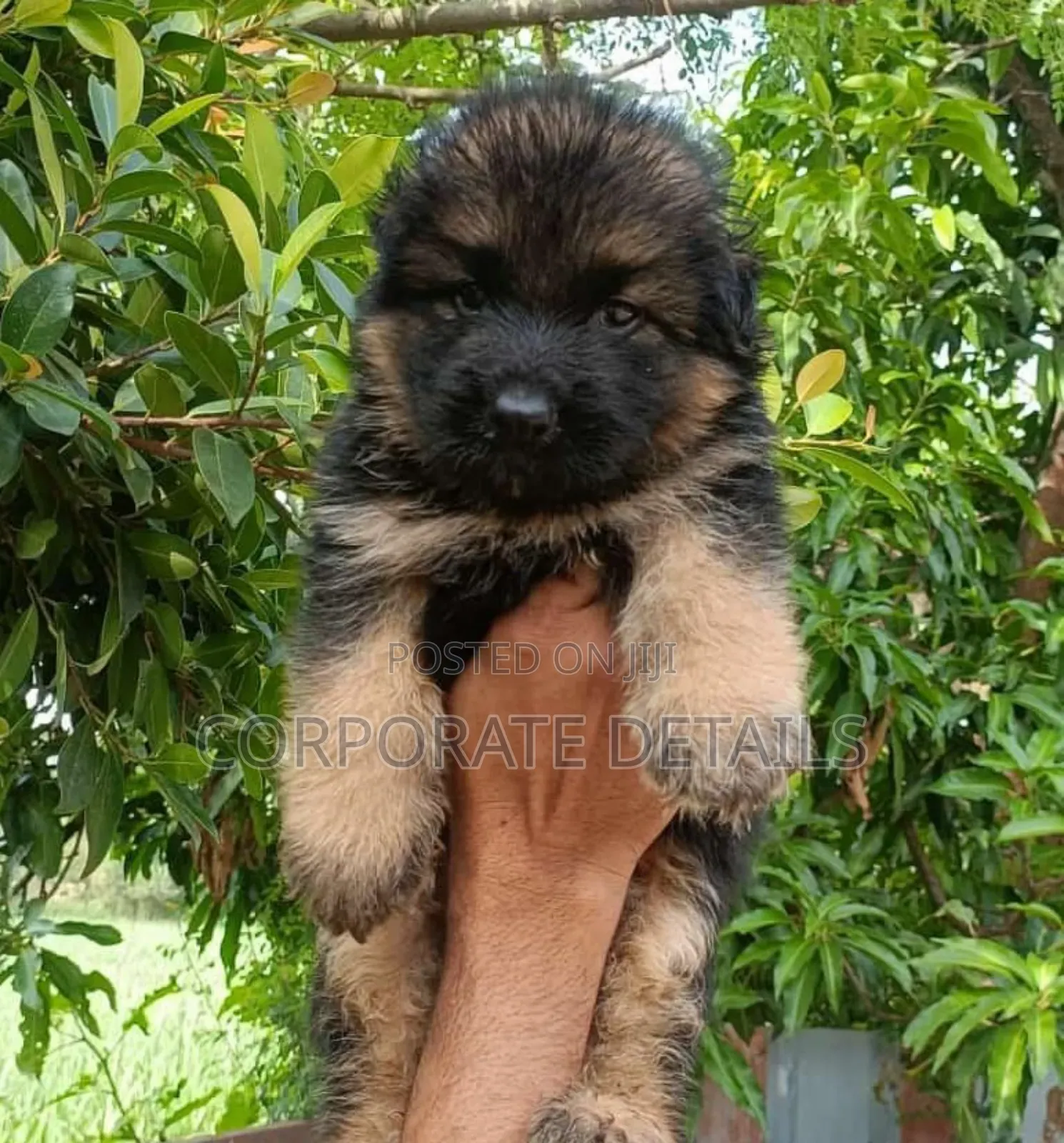 1-3 months Male Purebred German Shepherd