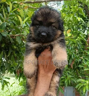 1-3 months Male Purebred German Shepherd