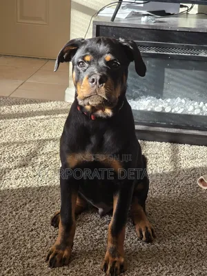 1+ year Male Purebred Rottweiler