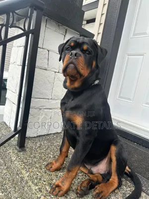 1+ year Male Purebred Rottweiler