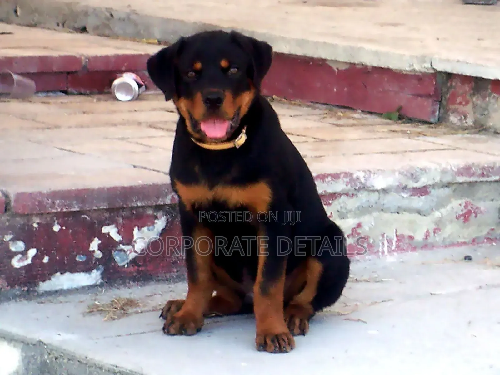1+ year Male Purebred Rottweiler