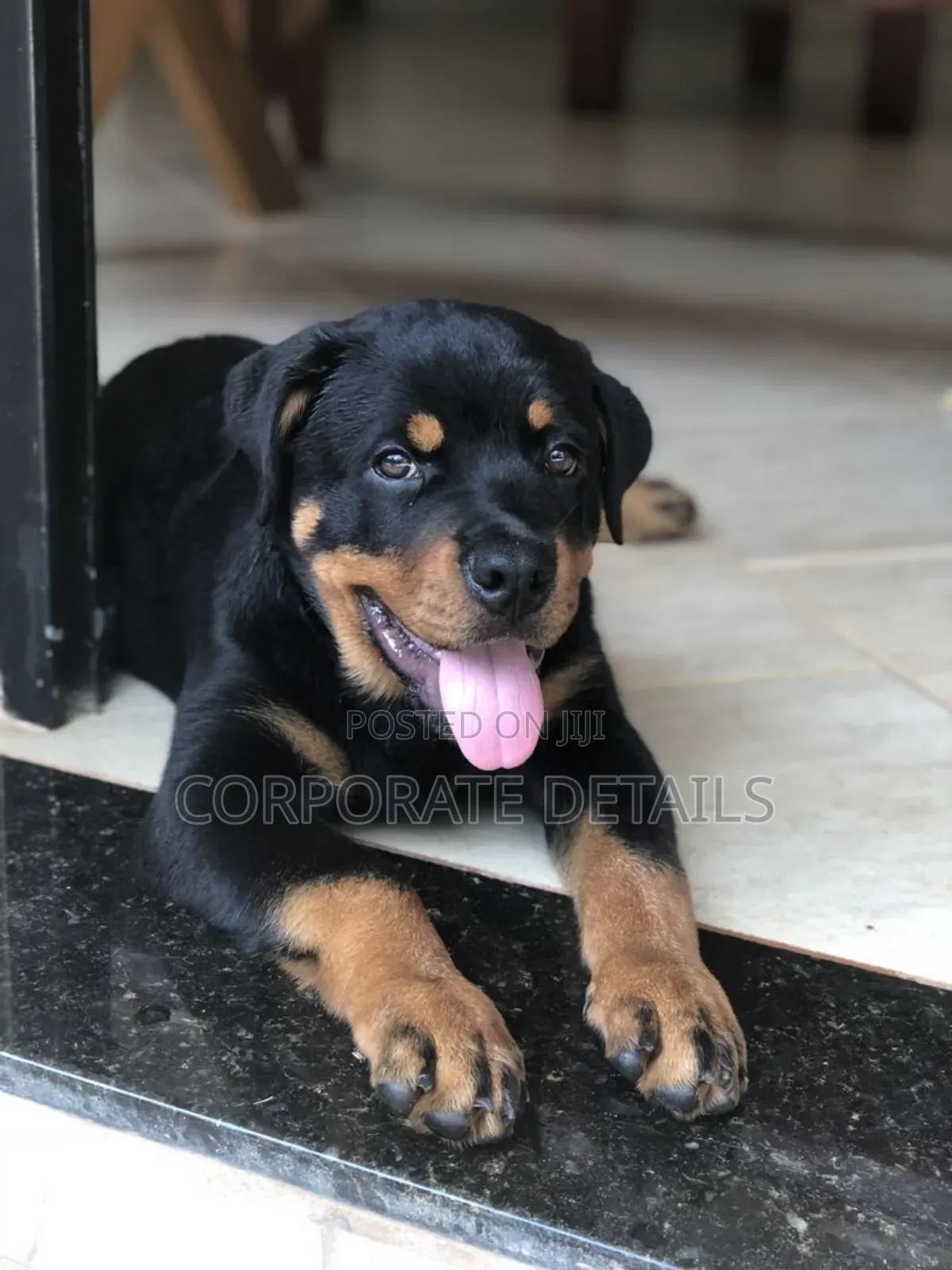 1+ year Male Purebred Rottweiler