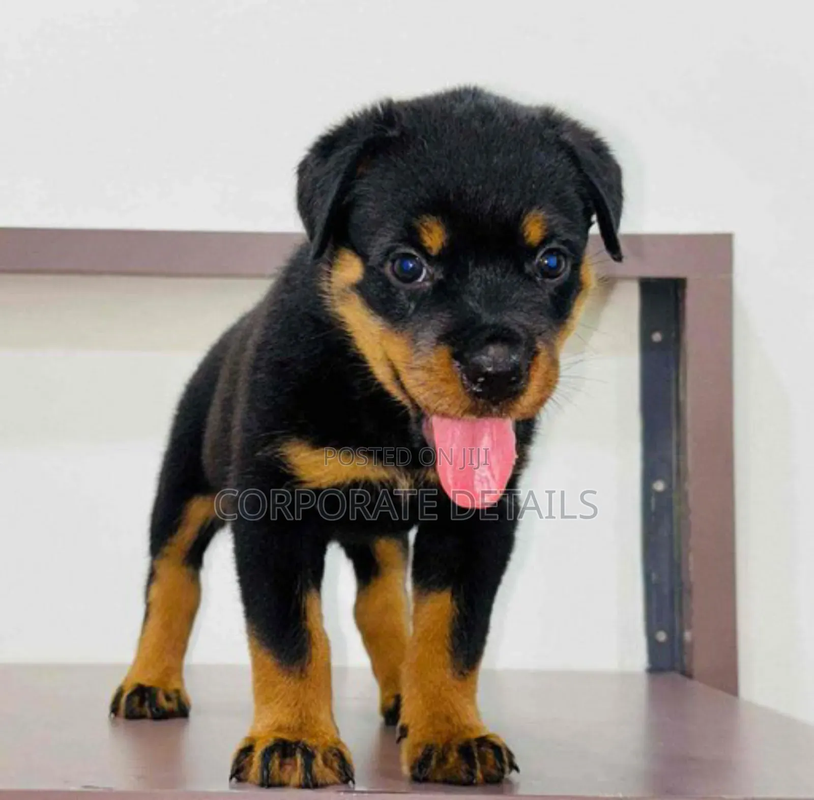1-3 months Male Purebred Rottweiler