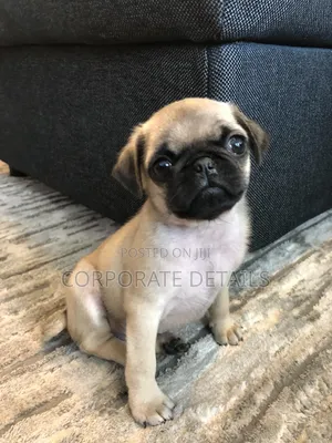 1-3 months Female Purebred Pug
