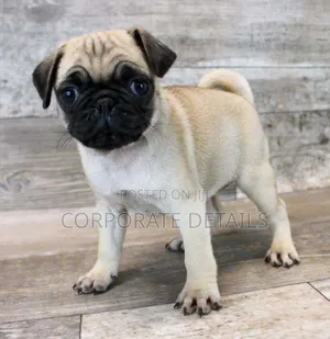 1-3 months Female Purebred Pug