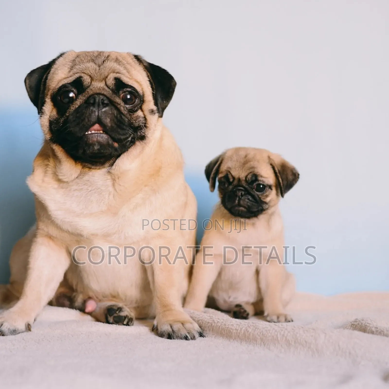 1-3 months Female Purebred Pug