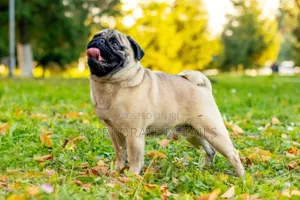 3-6 months Male Purebred Pug