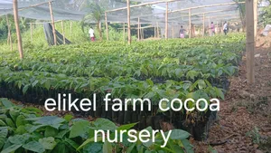 High Yielding Hybrid Cocoa Seedlings for Sale.Bulk Purchase Only
