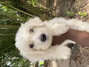 1-3 months Male Purebred Poodle
