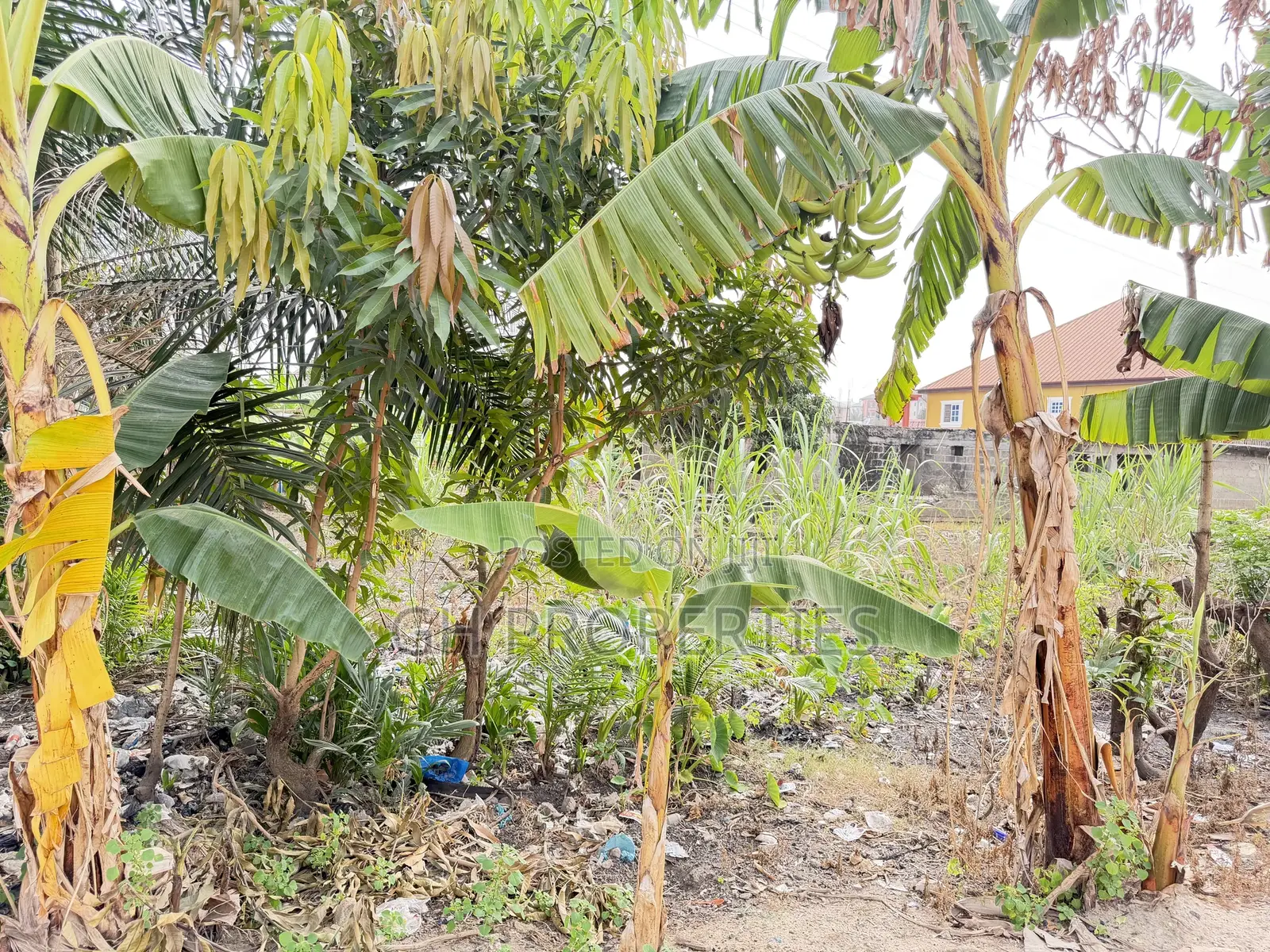 One Plot for Sale at Daban.