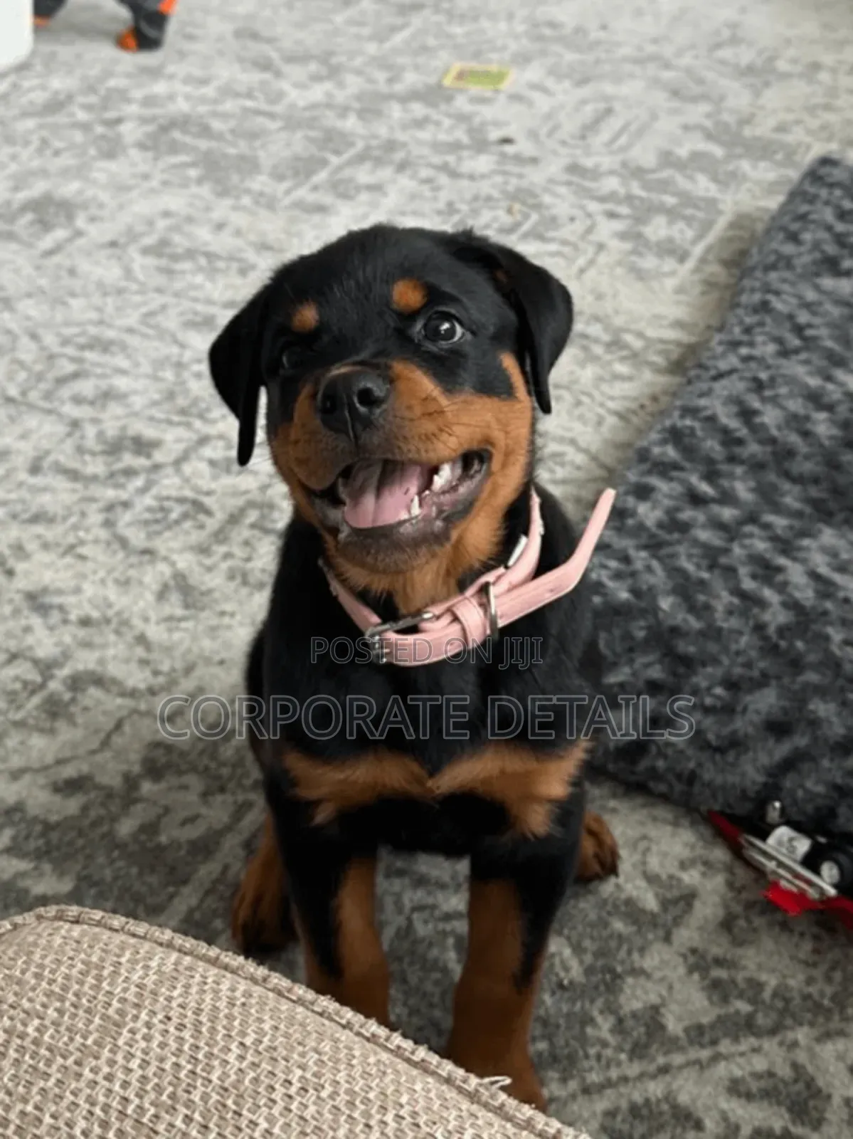 3-6 months Male Purebred Rottweiler