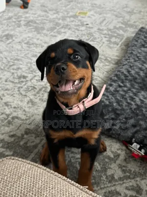 3-6 months Male Purebred Rottweiler