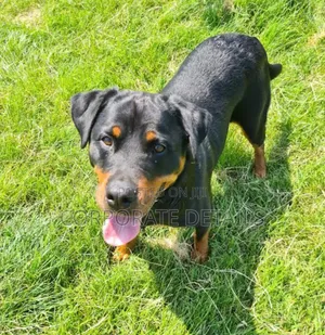 3-6 months Male Purebred Rottweiler