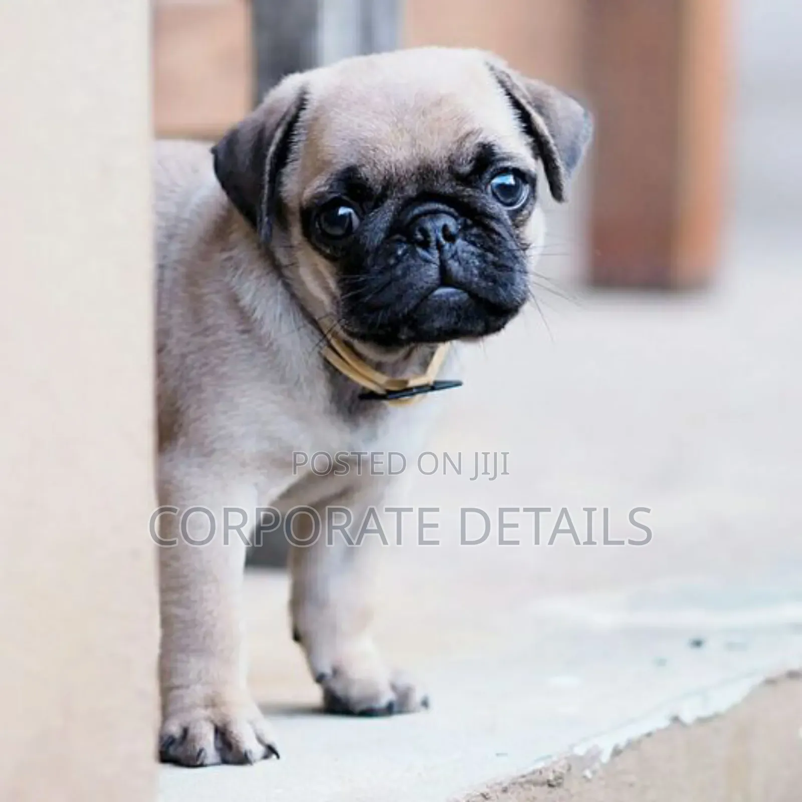 1-3 months Female Purebred Pug
