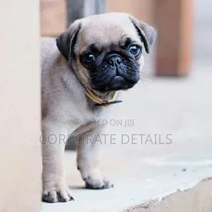 1-3 months Female Purebred Pug