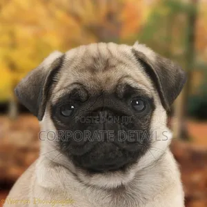 1-3 months Female Purebred Pug