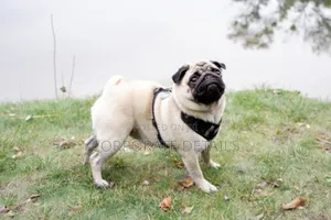 1-3 months Female Purebred Pug