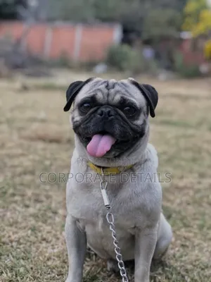 1-3 months Female Purebred Pug