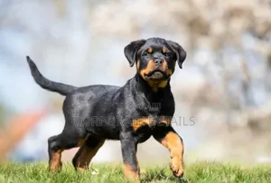 3-6 months Male Purebred Rottweiler
