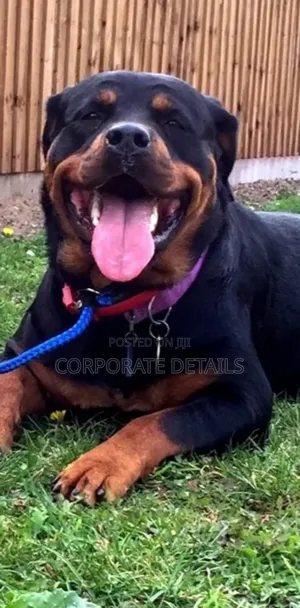 1+ year Male Purebred Rottweiler
