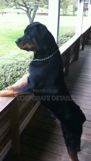1+ year Male Purebred Rottweiler
