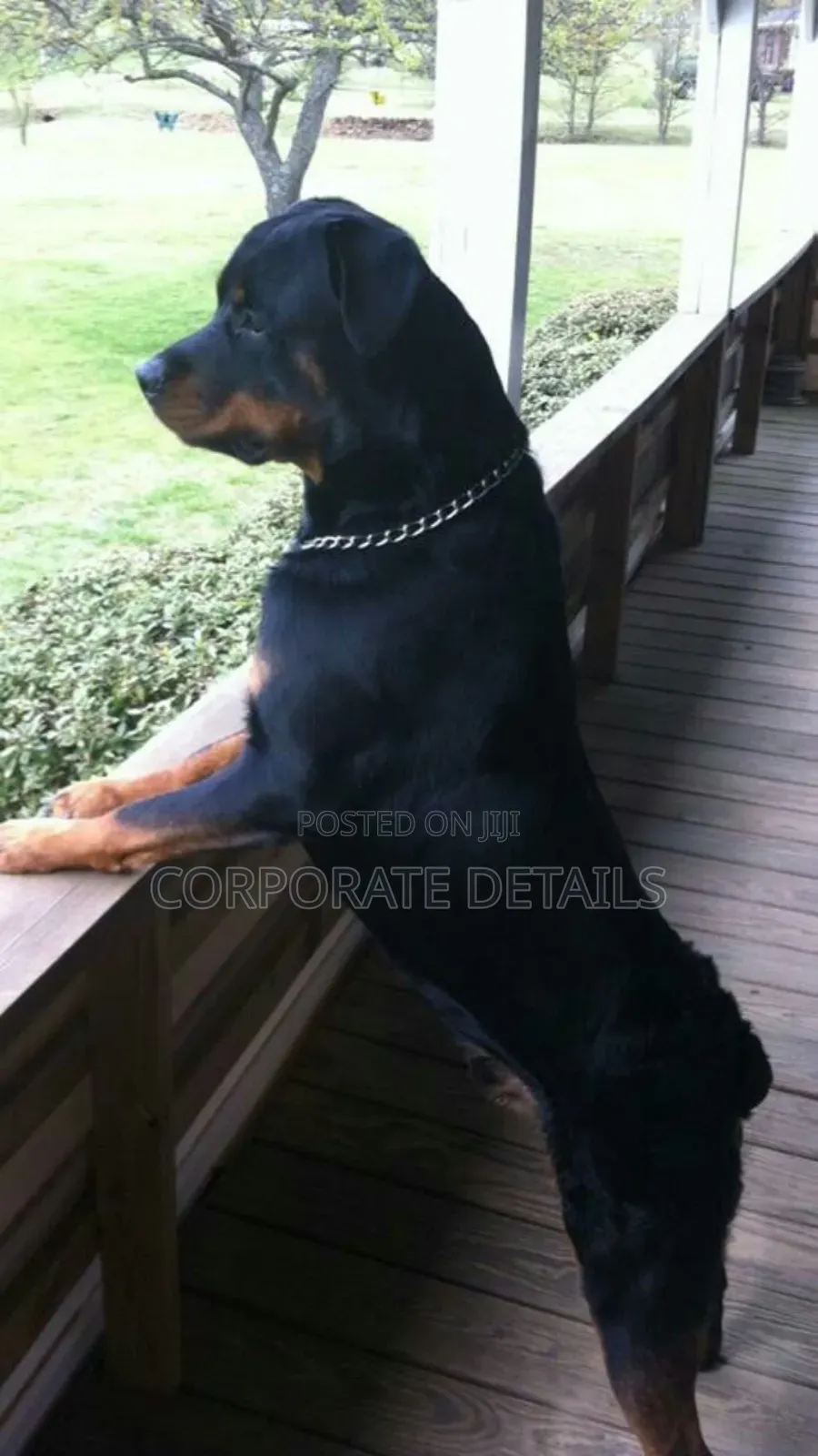 1+ year Male Purebred Rottweiler