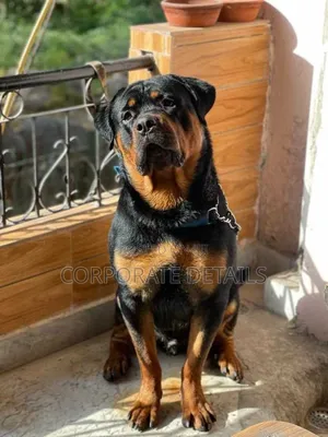 1+ year Male Purebred Rottweiler