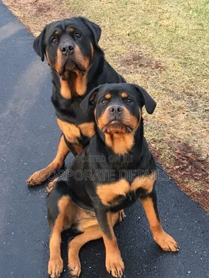 1+ year Male Purebred Rottweiler