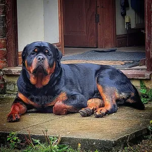 1+ year Male Purebred Rottweiler