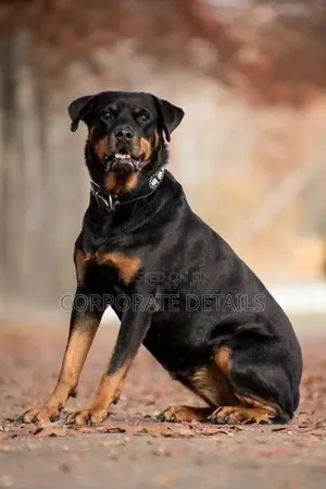 1+ year Male Purebred Rottweiler