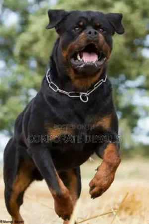1+ year Male Purebred Rottweiler