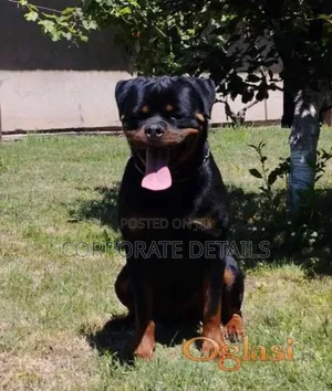 1+ year Male Purebred Rottweiler