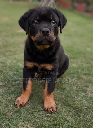 1-3 months Female Purebred Rottweiler