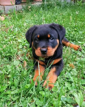 1-3 months Female Purebred Rottweiler