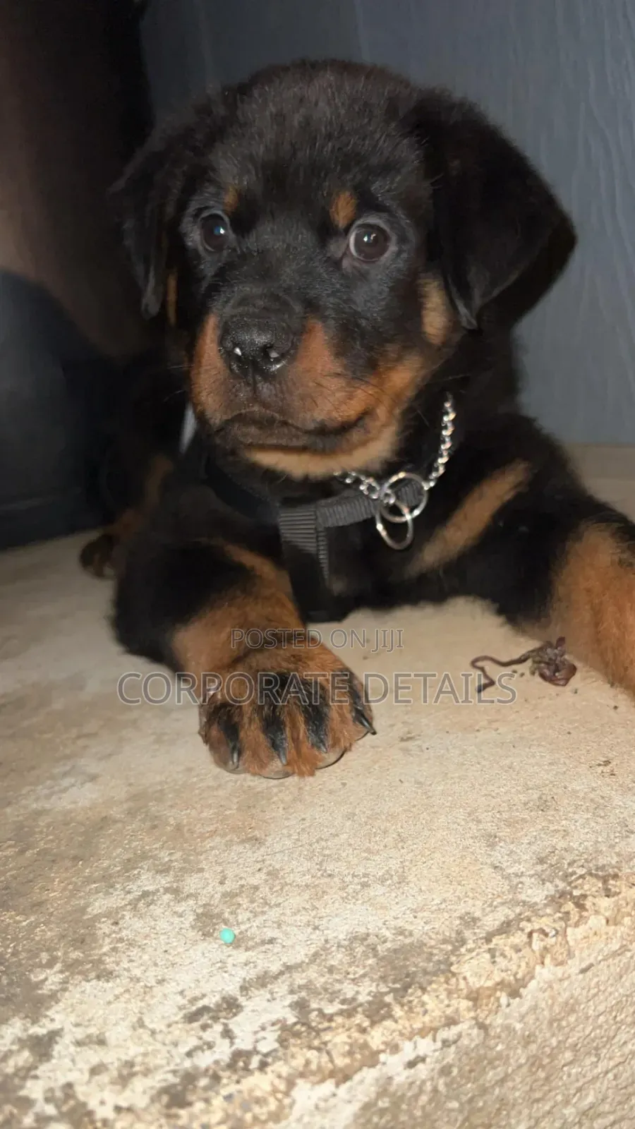 1+ year Male Purebred Rottweiler