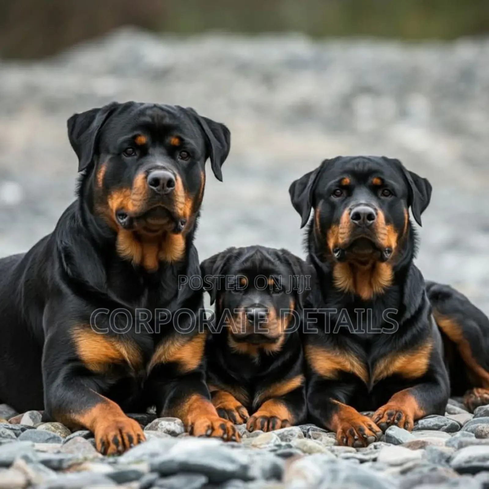 1+ year Male Purebred Rottweiler